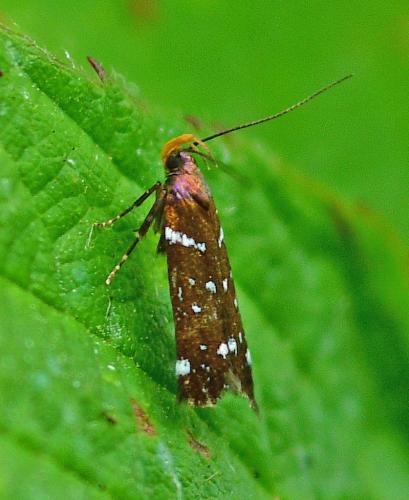 Argolamprotes micella